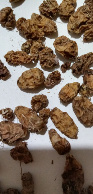  - -MIGDALE DE PAMANT