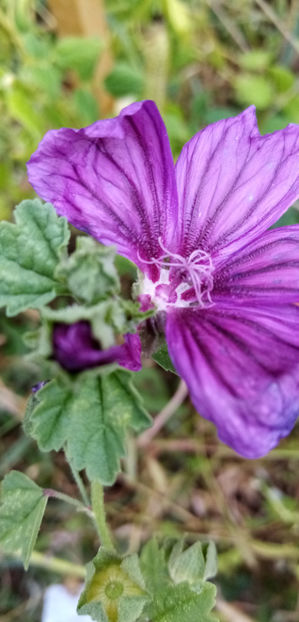  - -NALBA - ALCEA ROSEA