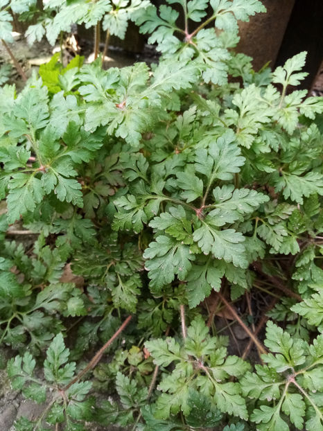  - -NAPRAZNIC - GERANIUM ROBERTIANUM
