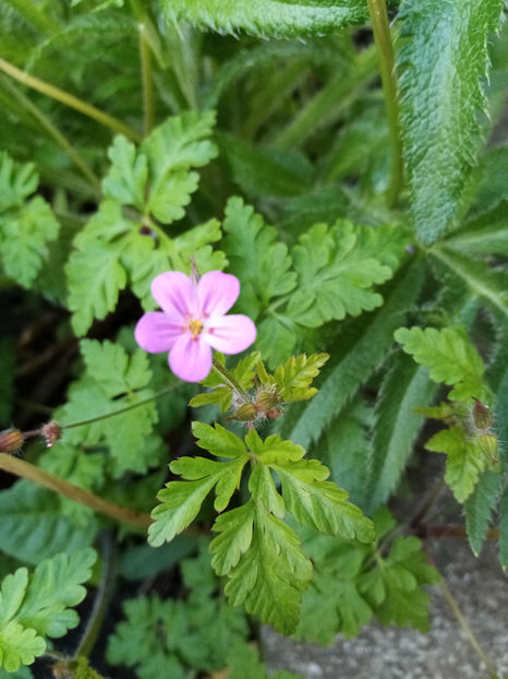  - -NAPRAZNIC - GERANIUM ROBERTIANUM
