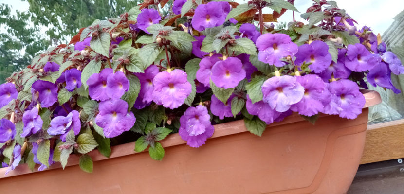  - -TROMPETE MOV - ACHIMENES