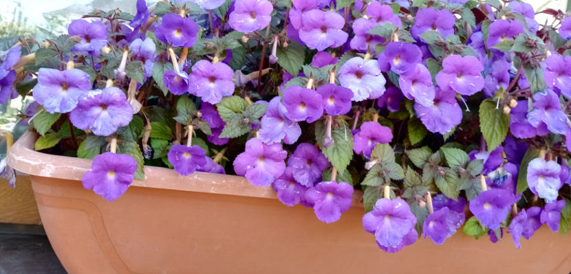  - -TROMPETE MOV - ACHIMENES