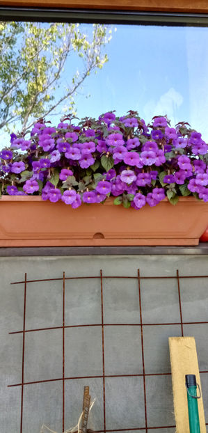  - -TROMPETE MOV - ACHIMENES