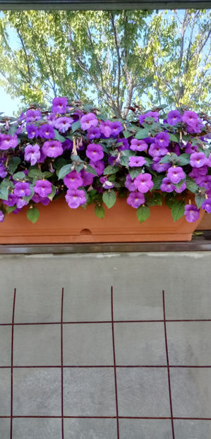  - -TROMPETE MOV - ACHIMENES