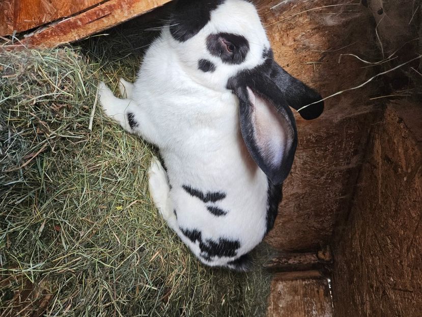  - Mascul fluture german 2025