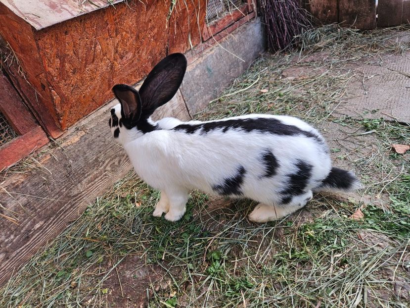  - Mascul fluture german 2025