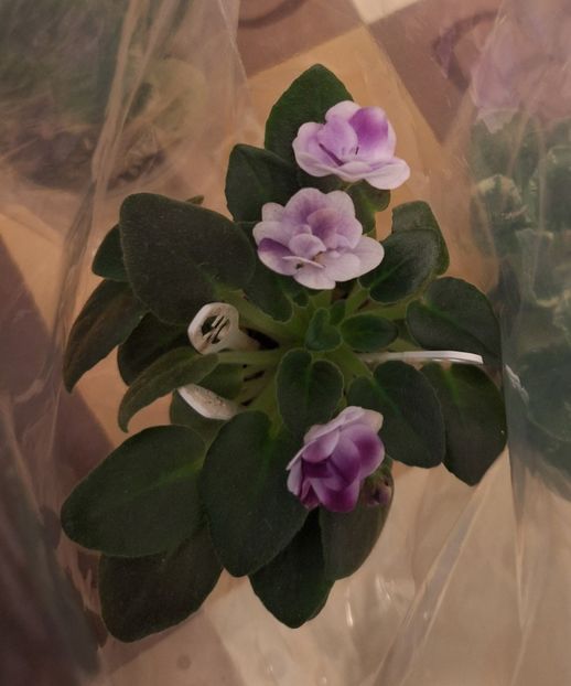  - Hunter s Skeeter Bite