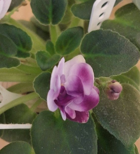  - Hunter s Skeeter Bite