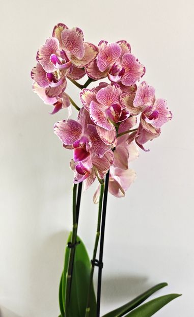  - Phalaenopsis 3