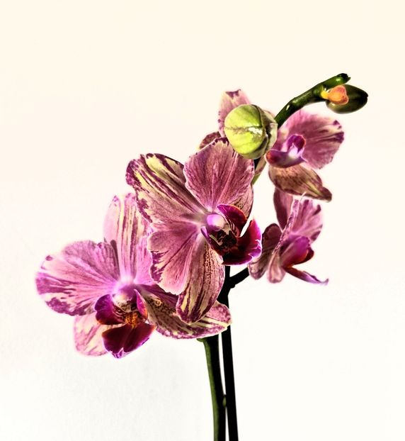  - Phalaenopsis 3