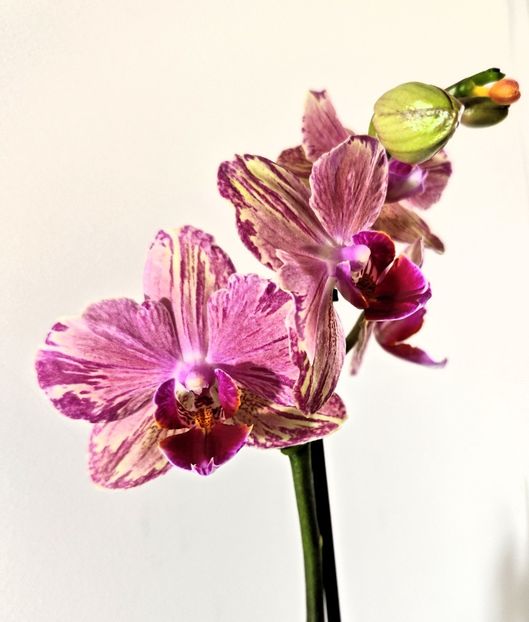  - Phalaenopsis 3