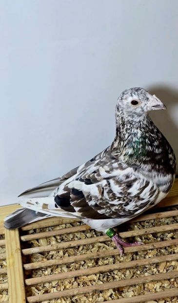  - Nu îmi aparțin 11