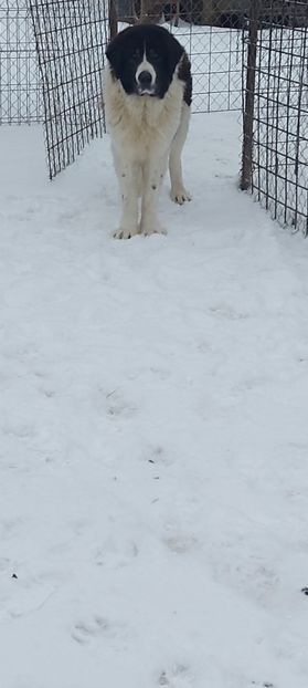 Screenshot_20260108_085607_Gallery - Caini