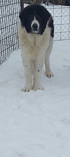 Screenshot_20260108_085803_Gallery - Caini