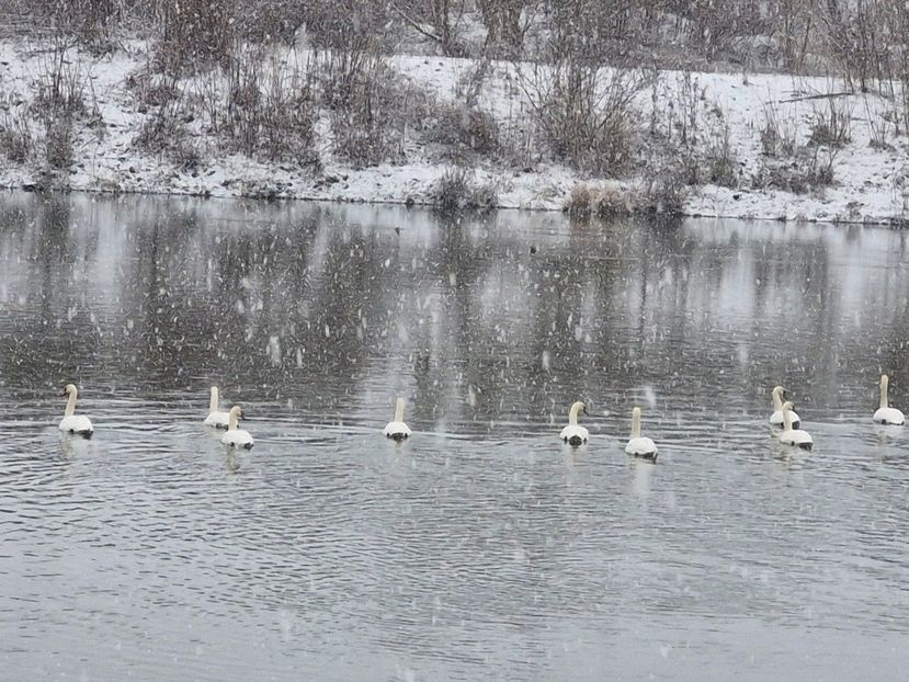  - Lacul cu lebede