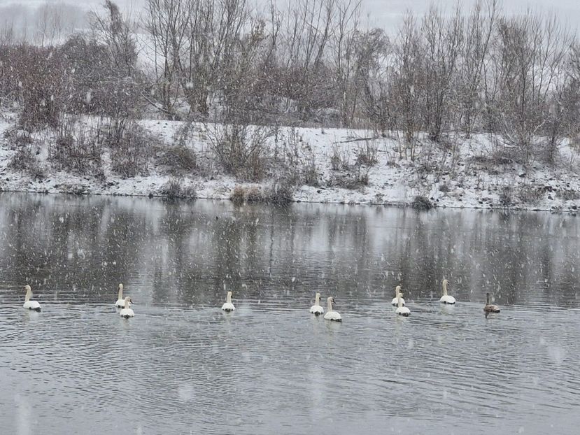  - Lacul cu lebede