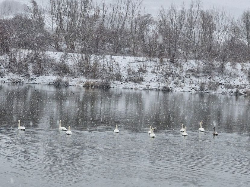  - Lacul cu lebede