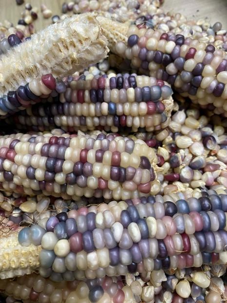  - SEMINTE PORUMB GLASS GEM - P 11