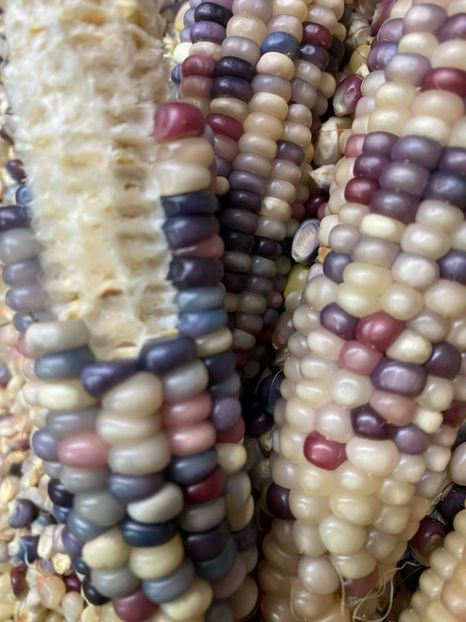  - SEMINTE PORUMB GLASS GEM - P 11