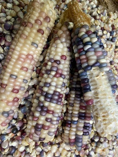  - SEMINTE PORUMB GLASS GEM - P 11