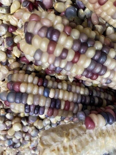  - SEMINTE PORUMB GLASS GEM - P 11