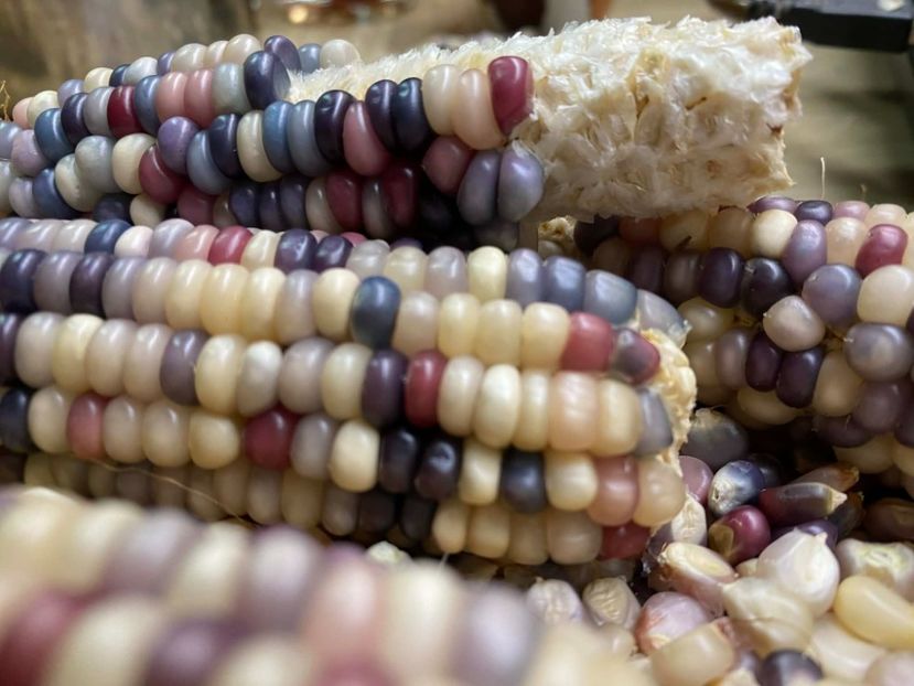  - SEMINTE PORUMB GLASS GEM - P 11