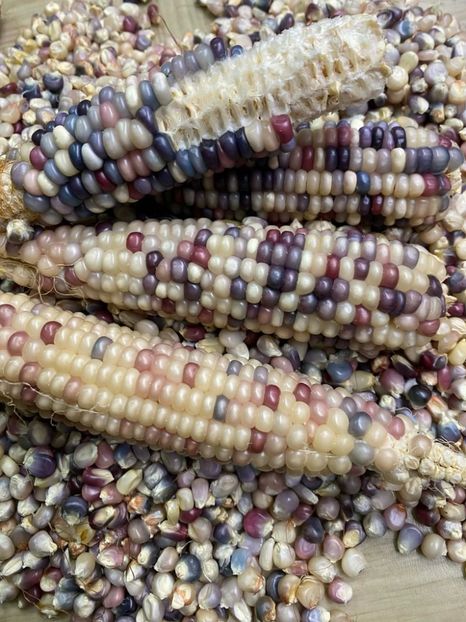  - SEMINTE PORUMB GLASS GEM - P 11