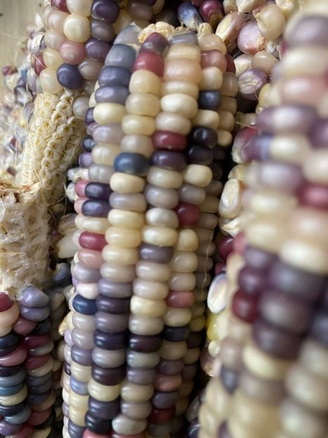  - SEMINTE PORUMB GLASS GEM - P 11