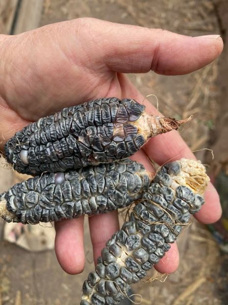  - SEMINTE PORUMB NEGRU PITIC - BLACK MEXICAN - P 21