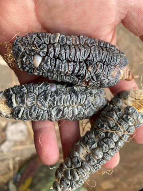  - SEMINTE PORUMB NEGRU PITIC - BLACK MEXICAN - P 21