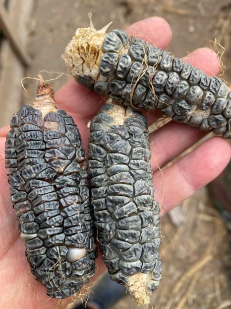  - SEMINTE PORUMB NEGRU PITIC - BLACK MEXICAN - P 21