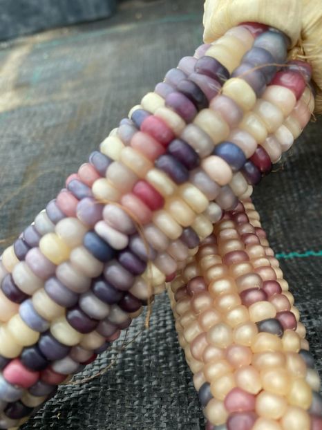  - SEMINTE PORUMB POPCORN - GLASS GEM - P 11