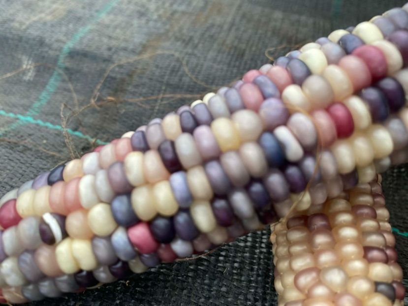  - SEMINTE PORUMB POPCORN - GLASS GEM - P 11