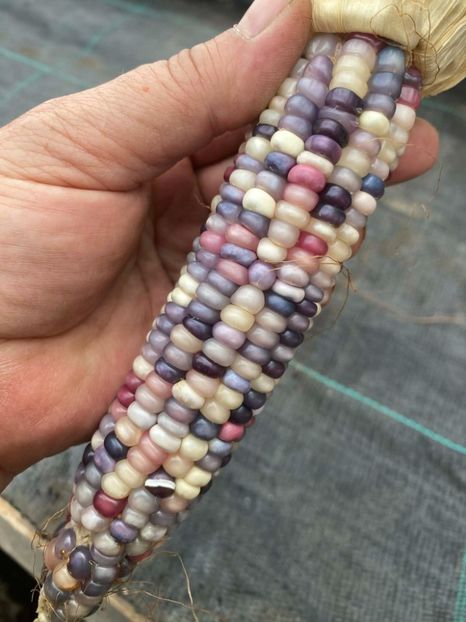  - SEMINTE PORUMB POPCORN - GLASS GEM - P 11