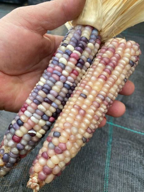  - SEMINTE PORUMB POPCORN - GLASS GEM - P 11