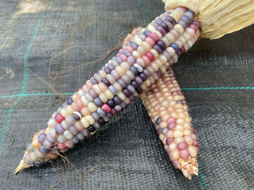  - SEMINTE PORUMB POPCORN - GLASS GEM - P 11