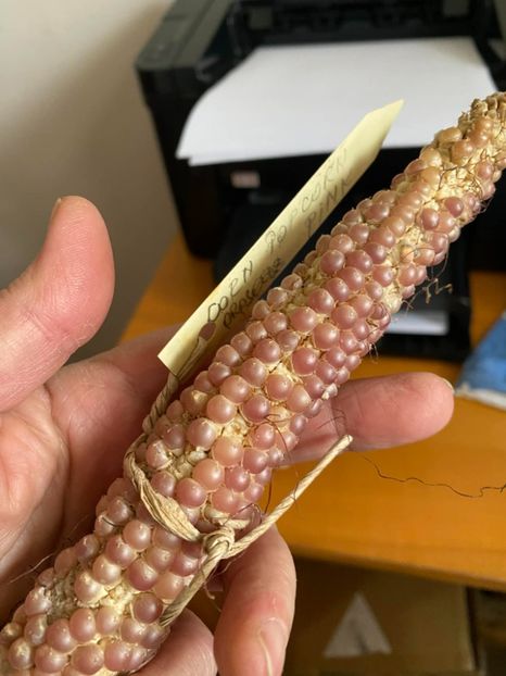  - SEMINTE PORUMB - CORN POPCORN PINK - P 42