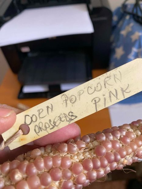  - SEMINTE PORUMB - CORN POPCORN PINK - P 42
