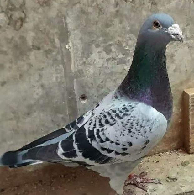  - Nu îmi aparțin 11