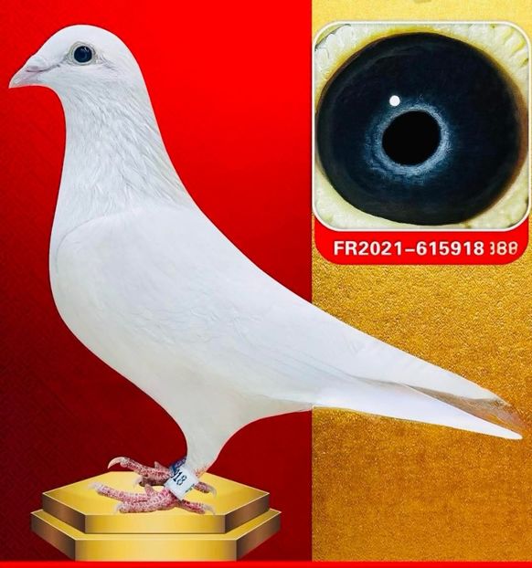  - Nu îmi aparțin 11