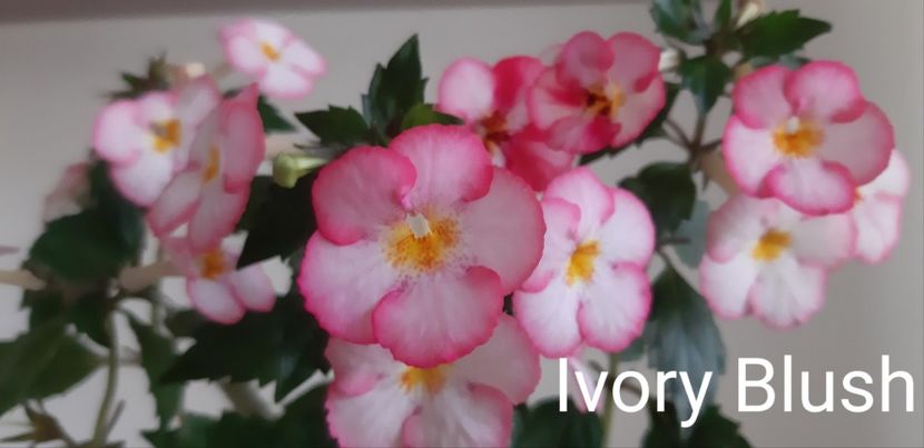 Ivory Blush - Pachet RIZOMI achimenesi nr 3