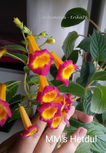 MM_s Hetdul - Pachet RIZOMI achimenesi nr 3