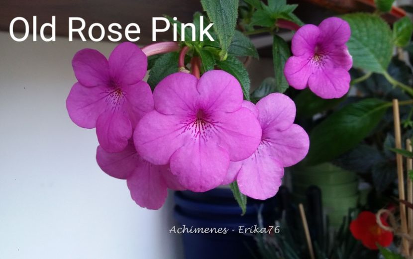 Old Rose Pink - Pachet RIZOMI achimenesi nr 3