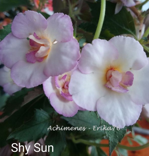 Shy Sun - Pachet RIZOMI achimenesi nr 3