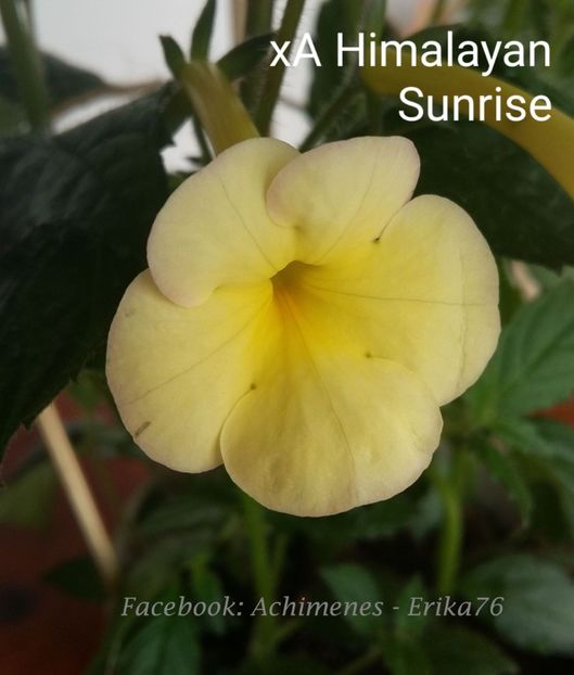 xA Himalayan Sunrise - Pachet RIZOMI achimenesi nr 3