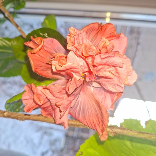  - DPs Saskatoon Double Berry