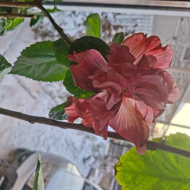  - DPs Saskatoon Double Berry