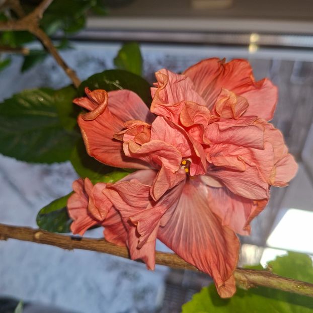  - DPs Saskatoon Double Berry