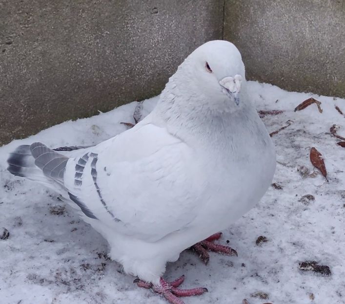 6 - c- MLODE 2025 YOUTH