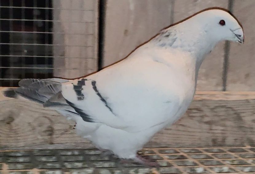 16® - c- MLODE 2025 YOUTH